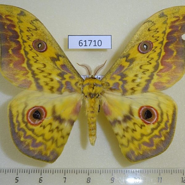 Saturniidae Aurivillius triramis Uganda