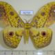 61710p Saturniidae Aurivillius triramis Uganda $35