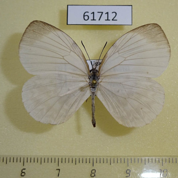 Lycaenidae Larinopoda tera Uganda