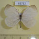 61712p Lycaenidae Larinopoda tera Uganda $9