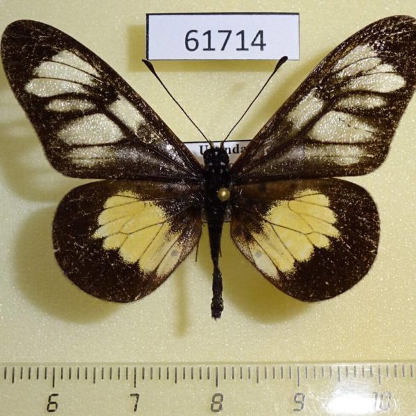 Nymphalidae Acraea servona Uganda