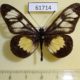 61714p Nymphalidae Acraea servona Uganda $8