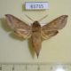 61715p Sphingidae Hippotion roseipennis Uganda $14