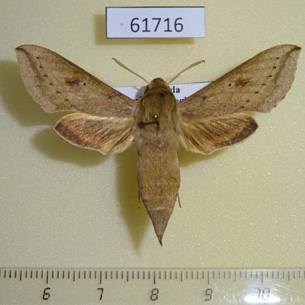 Sphingidae Hippotion roseipennis Uganda
