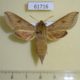 61716p Sphingidae Hippotion roseipennis Uganda $14