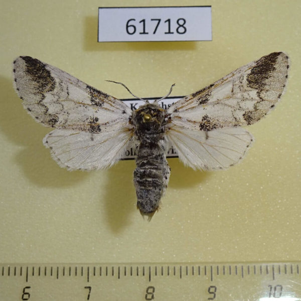Notodontiidae Furcula mimonovi f Kazakhstan