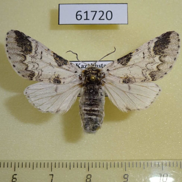 Notodontiidae Furcula mimonovi f Kazakhstan