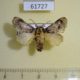 61727p Limacodidae Sporetolepis sp. argyrolepia Uganda $9