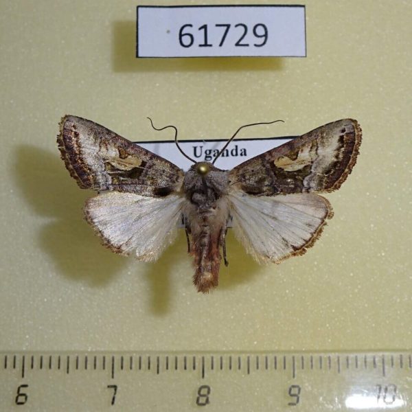 Noctuidae Conservula anthophyes Uganda