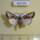 61729p Noctuidae Conservula anthophyes Uganda $9