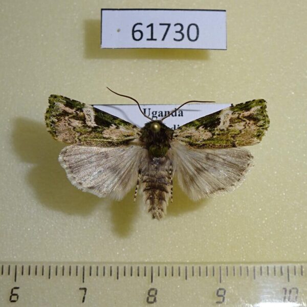 Noctuidae Ethioterpia sp. Uganda