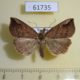 61735p Noctuidae sp. Uganda $7