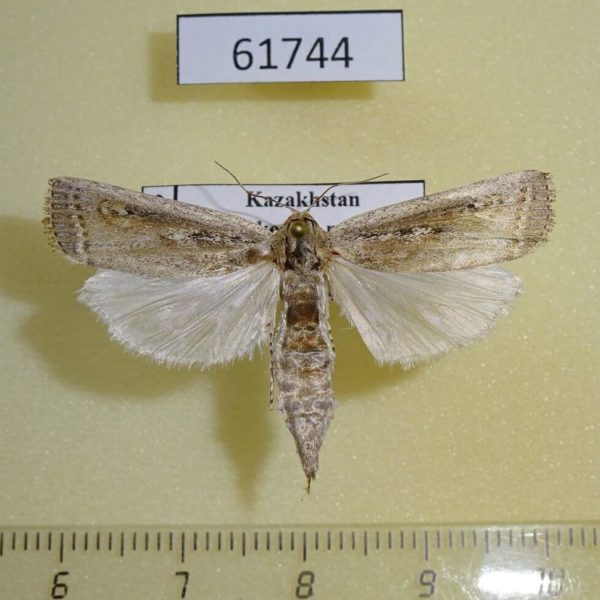 Pyralidae sp. Kazakhstan