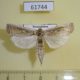 61744p Pyralidae sp. Kazakhstan $7