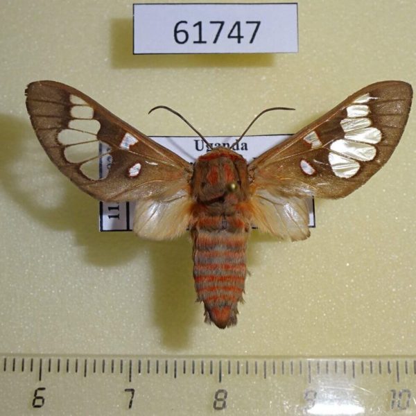 Arctiidae Balacra sp. longimaculata Uganda