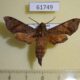61749p Sphingidae Temnora iapygoides Uganda $12