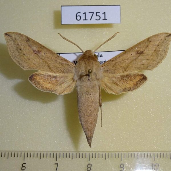 Sphingidae Hippotion roseipennis Uganda