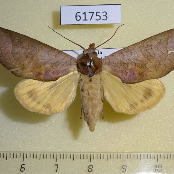 Noctuidae Hemiceratoides hieroglyphica Uganda