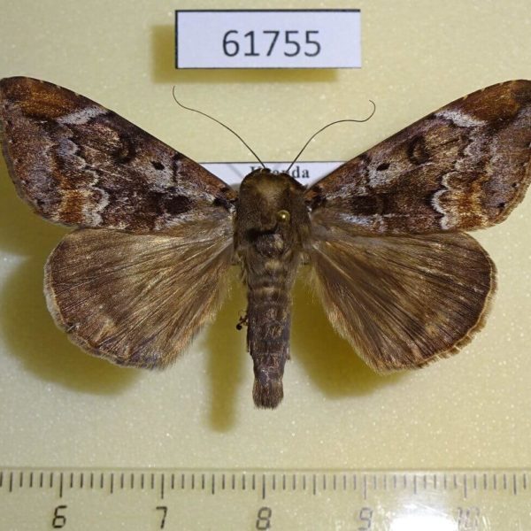 Noctuidae Achaea thermopera Uganda