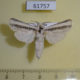 61757p Cossidae Azygophleps pusilla Uganda $20