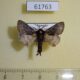 61763p Lasiocampidae Anadiasa affinis Uganda $12