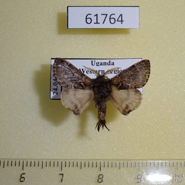 Lasiocampidae Anadiasa affinis Uganda