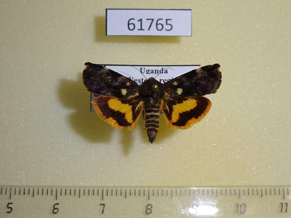 Um Ali Insect Hyblaeidae Hyblaea sp. occidentalium Uganda - Fareastinsects