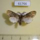 61766p Notodontiidae Pararhenea viridescens Uganda $10