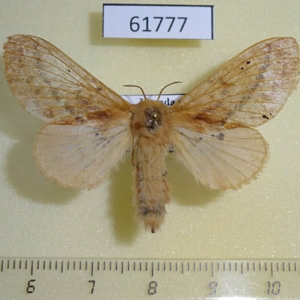 Lasiocampidae Sophyrita sp. argibasis f Uganda