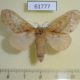 61777p Lasiocampidae Sophyrita sp. argibasis f Uganda $12