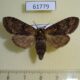 61779p Notodontiidae Astaura sp. umbrosa f Uganda $7