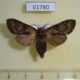 61780p Notodontiidae sp. Uganda $7