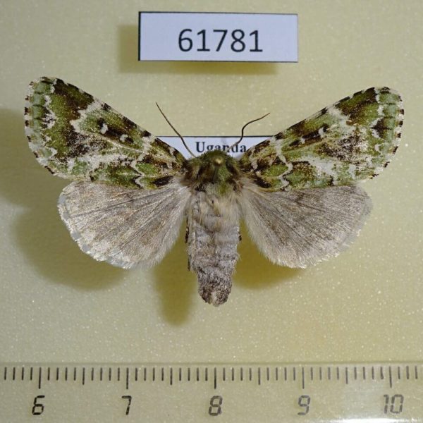 Noctuidae Nyodes argentea Uganda