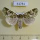 61781p Noctuidae Nyodes argentea Uganda $8