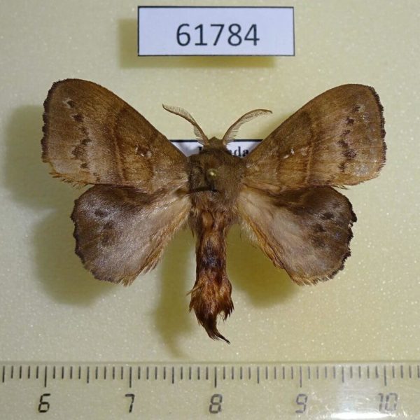 Lasiocampidae Leipoxais marginepunctata Uganda