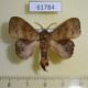 61784p Lasiocampidae Leipoxais marginepunctata Uganda $20