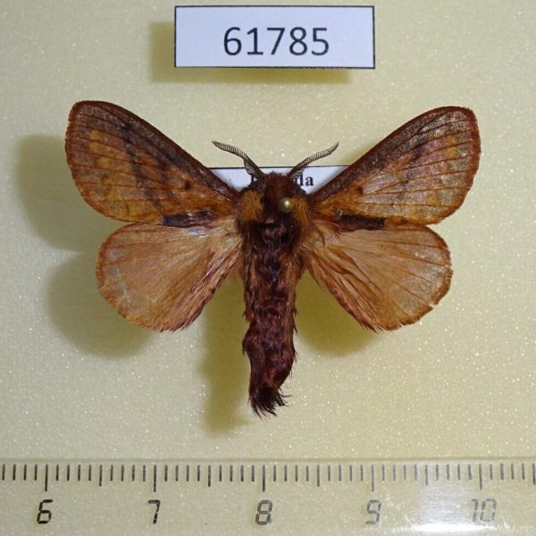 Lasiocampidae Sophyrita sp. argibasis Uganda