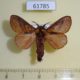 61785p Lasiocampidae Sophyrita sp. argibasis Uganda $12