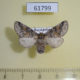 61799p Notodontiidae Gluphisia oxiana f Kazakhstan $10