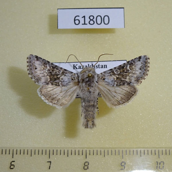 Noctuidae Hecatera bicolorata Kazakhstan