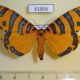 61806p Arctiidae Amphicallia pactolicus Uganda $40
