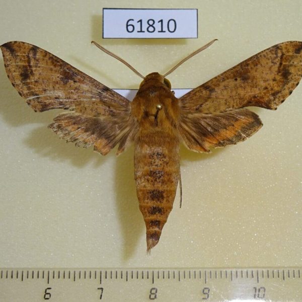 Sphingidae Hippotion rebeli Uganda