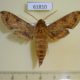 61810p Sphingidae Hippotion rebeli Uganda $8