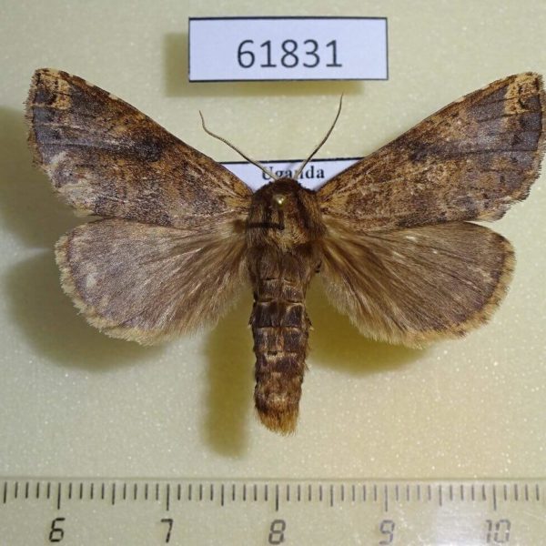 Notodontiidae Alenophalera sp. Uganda