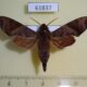 61837p Sphingidae Temnora funebris Uganda $20