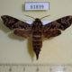 61839p Sphingidae Temnora scitula Uganda $20