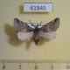 61845p Notodontiidae Gluphisia oxiana Kazakhstan $6