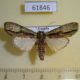 61846p Noctuidae Crionica cervicornis Uganda $9