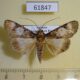 61847p Noctuidae Audea blochwitzi Uganda $15