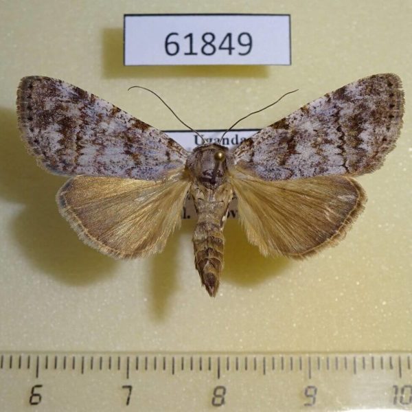 Noctuidae Abseudrapa metaphaearia lancinata Uganda
